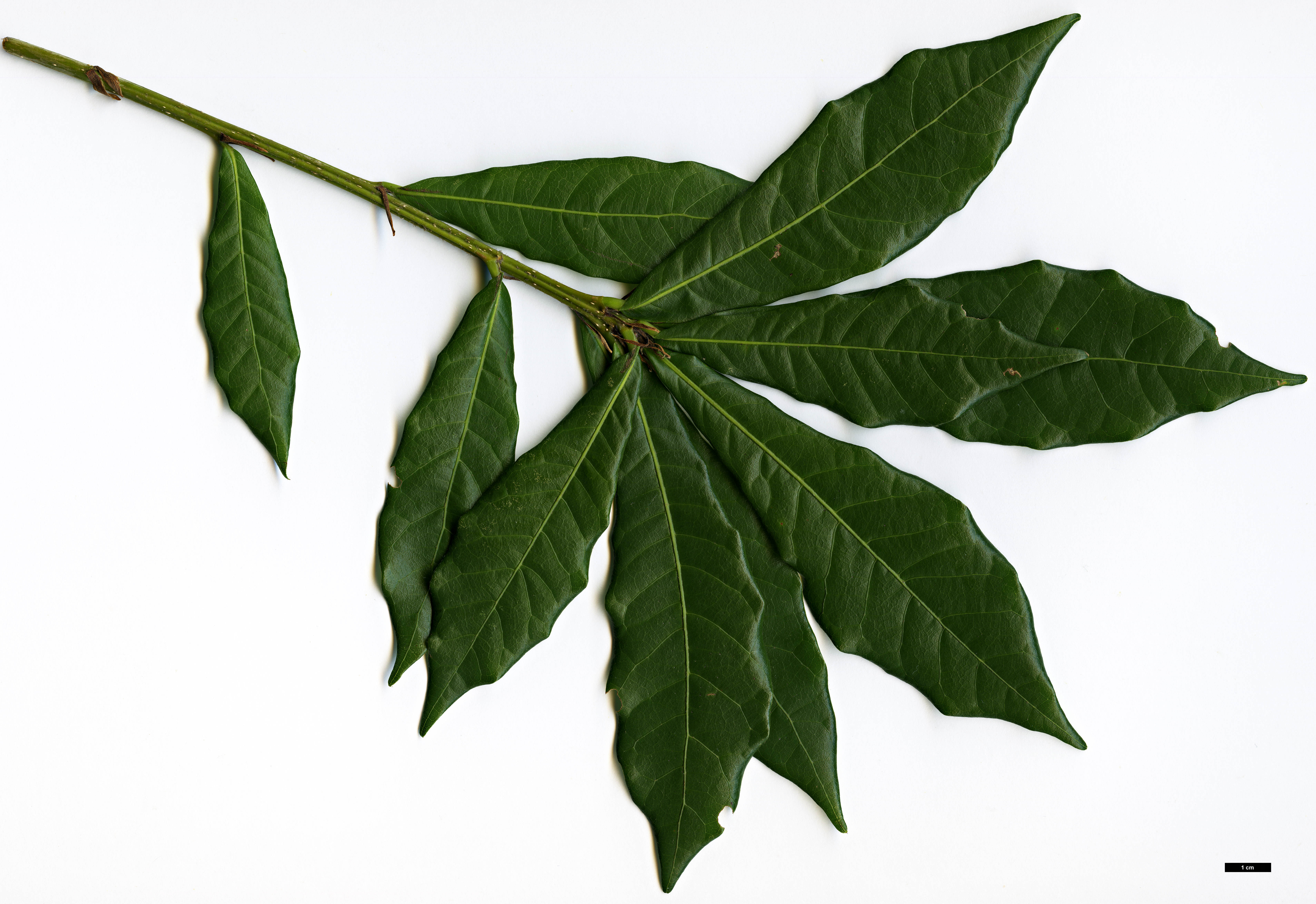 High resolution image: Family: Fagaceae - Genus: Quercus - Taxon: copeyensis